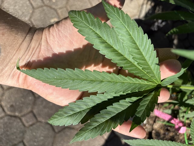 Roadkill Skunk — vegetative, day 26