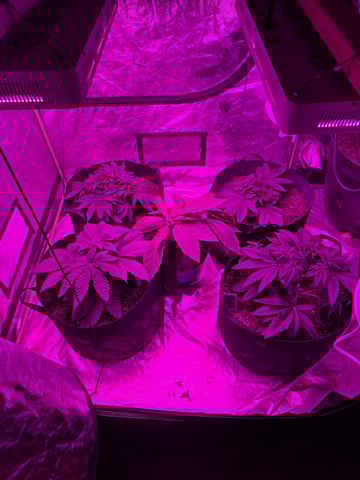 Apple fritta — vegetative, day 25