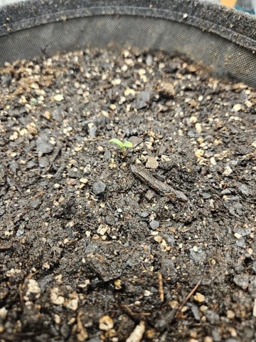 not so serious  — seedling_rooting, day 3