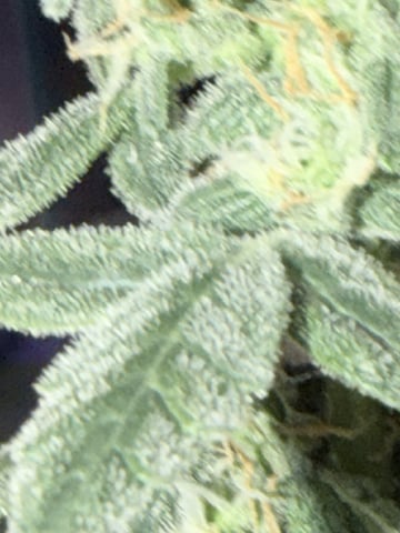 4’x8’ Grow1 — vegetative, day 47