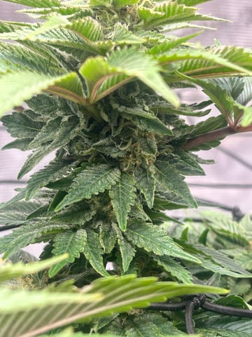 2025-26 harvest INDOOR — flower, day 127