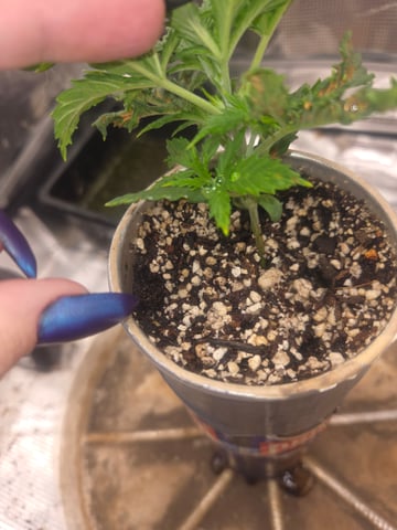 Experiment Time — vegetative, day 21