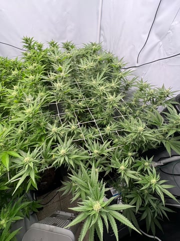 Permanent Marker, Gary Payton — flower, day 24