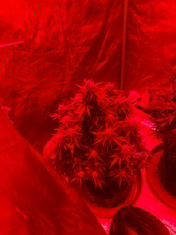 First Auto — flower, day 71