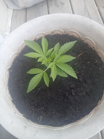 Vegetative  — vegetative, day 25