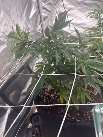 first indoor — vegetative, day 54