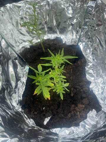 Smokey’s  — vegetative, day 3