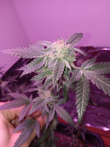 White Widow & Skittlez — flower, day 47