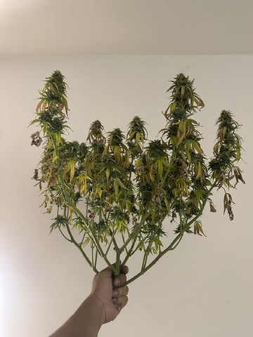 Pine (Auto) 2025 - 0 — harvest, day 75