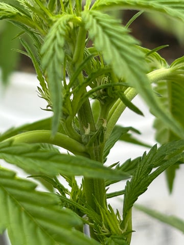 First ever grow — flower, day 49