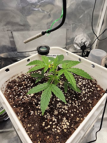 Original Northern Lights — vegetative, day 24