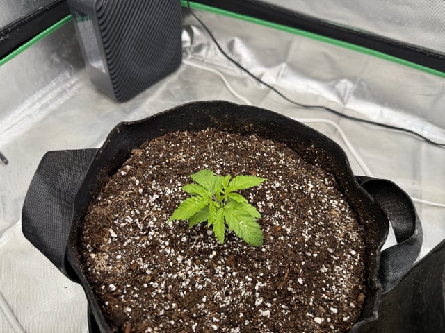 Late Season Start  — vegetative, day 20