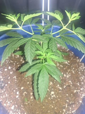 5 Random Seeds in a pot I found in my grinder. — vegetative, day 31