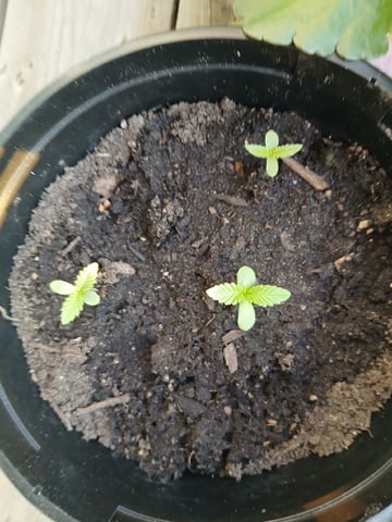 Vegetative  — grow_setup, day 2