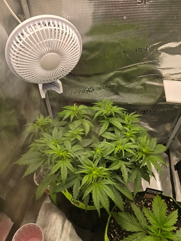 blue dream auto — flower, day 33