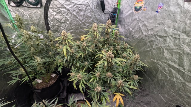 Strawberry Cheesecake Seedsman Seeds Autoflowers x2 — flower, day 95