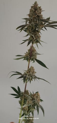 Another Custom Creation — harvest, day 142