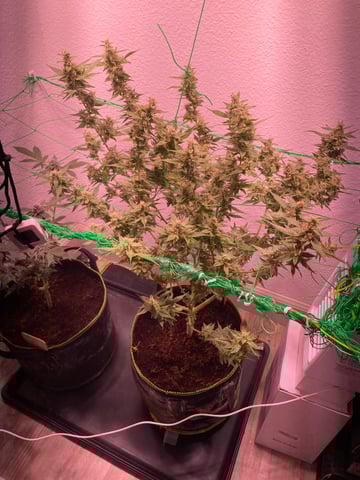 pineapple Express  — flower, day 29