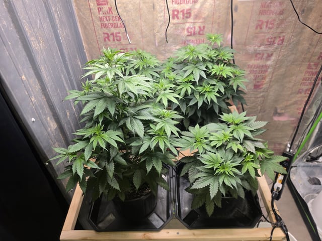 2nd Grow Sesh — flower, day 49