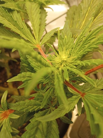 Wizard Punch first grow  — flower, day 73