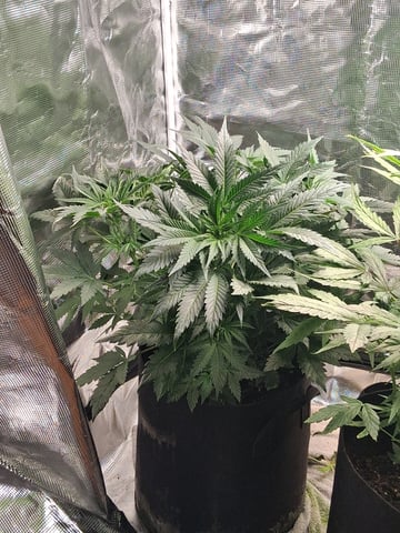 my new girls — vegetative, day 6