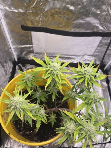 Wedding Cake Auto — flower, day 32