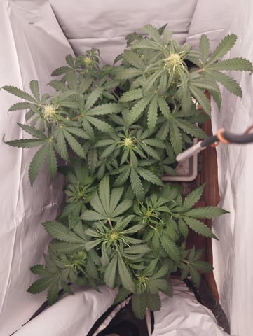 F1 apollo — flower, day 28