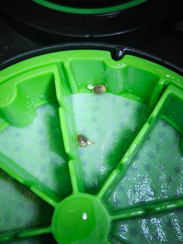 OG Kush — germination, day 3