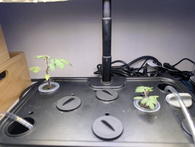 Tiny Tim Tomatoes — vegetative, day 9