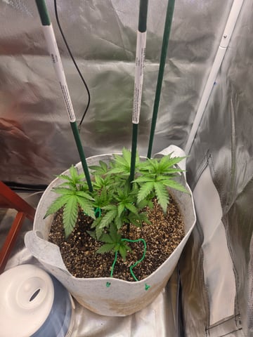 Looking for advice! — vegetative, day 26
