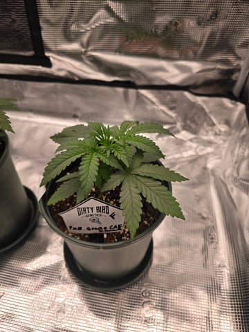 Dirty Bird - Thousand Island Fem & Platinum Kush Breath Remix x Grape Cakehead Fem Photo  — vegetative, day 17