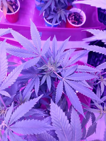 First try — grow_setup, day 1