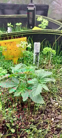 First Grow with the new setup  — vegetative, day 24