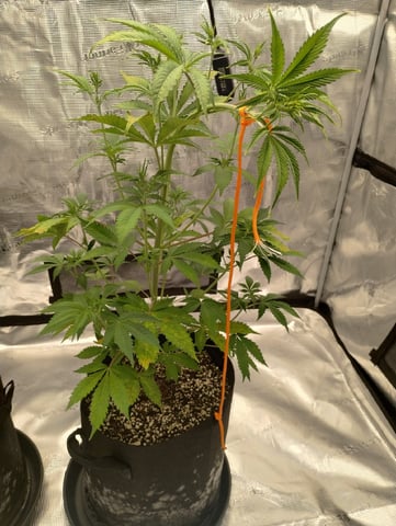 Round 2🥊 — flower, day 50