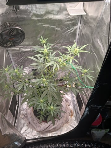 black gorilla feminized  — flower, day 22