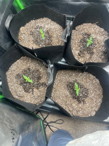 Blue Dream Photos — seedling_rooting, day 1