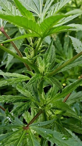 Here We Go Again 😎, This Should Be Good. 🤞👁️👁🤞 — vegetative, day 86