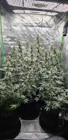 SGC And GWS Clones — flower, day 46