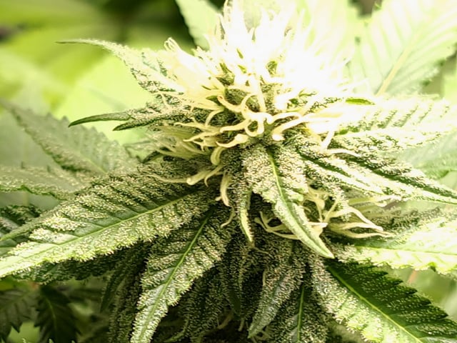 Blue Cheese from Barney's Farm — flower, day 34