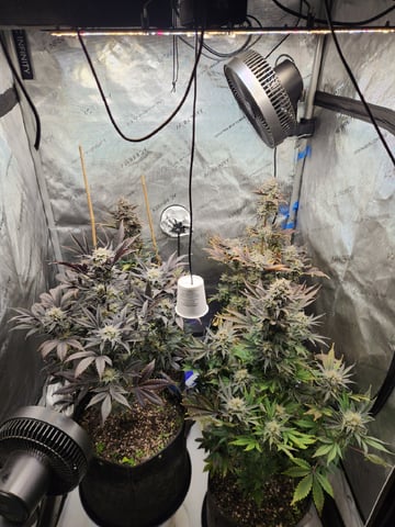 Rings of Saturn & Ghostboosters - Apollo Haze Artisanal Line — flower, day 80