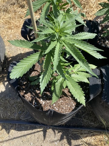 Auto Grow #1 2026 — vegetative, day 34