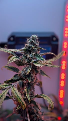 Purple Haze — flower, day 2