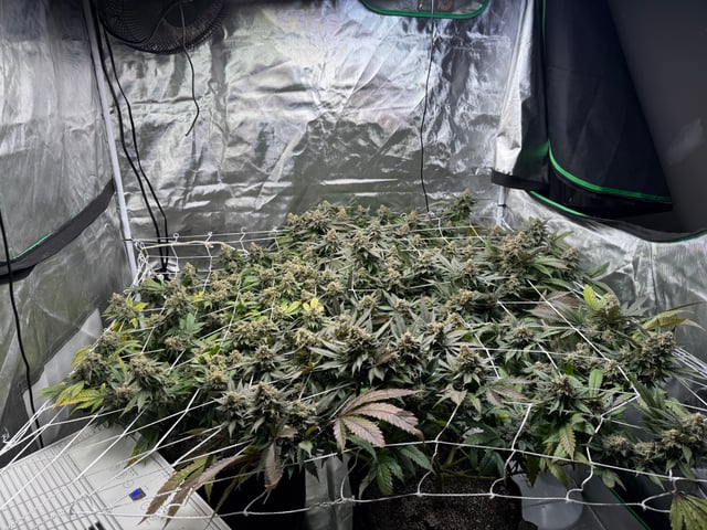 Green Gelato — flower, day 109