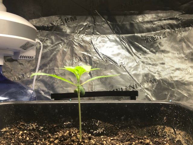 ripleys og — vegetative, day 17