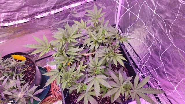 first grow adventure  — flower, day 53