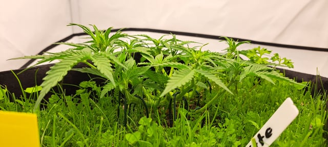 First Grow with the new setup  — auto, day 33