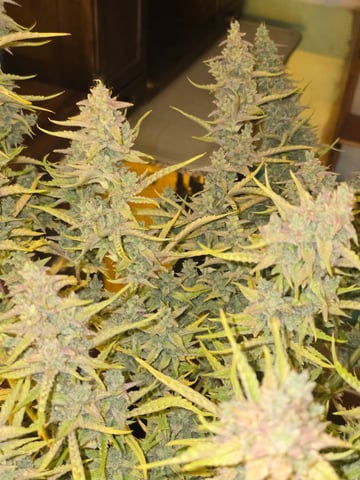 First Autoflower Indoor — flower, day 43