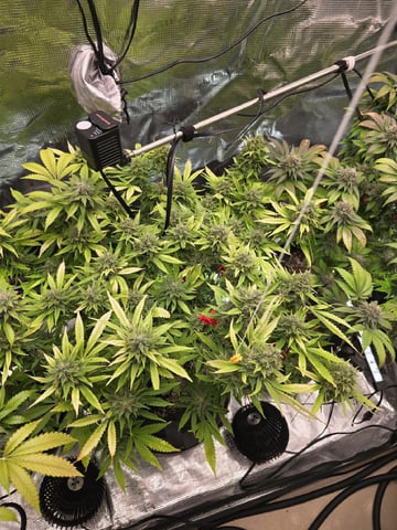 3 in Coco — flower, day 43
