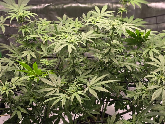 First grow — flower, day 69