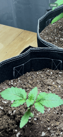 1st grow in 40yrs  — grow_setup, day 1